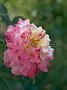 Rosa Camille Pissaro